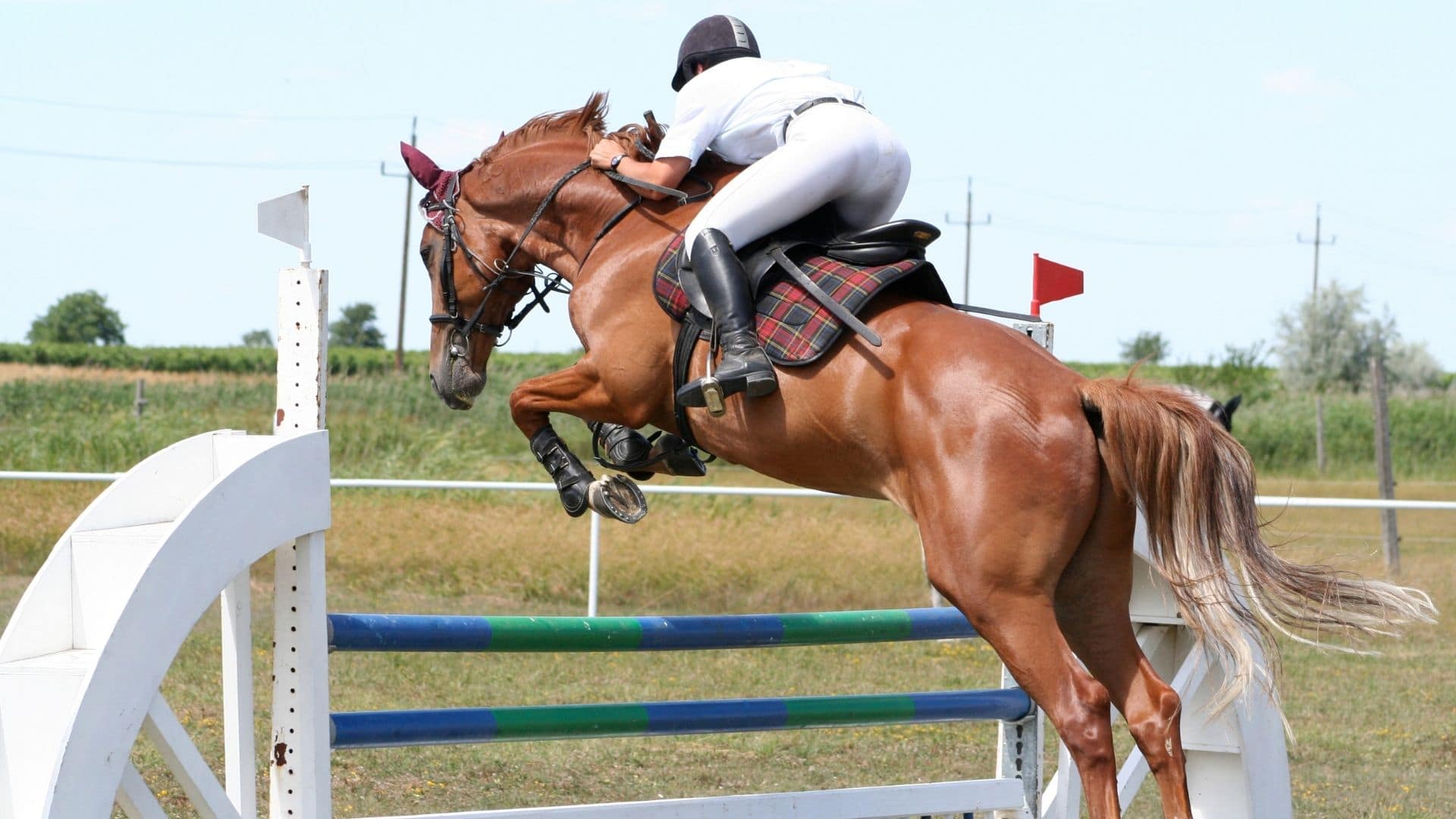 How High Can A Horse Jump? Equine Jumping Records.