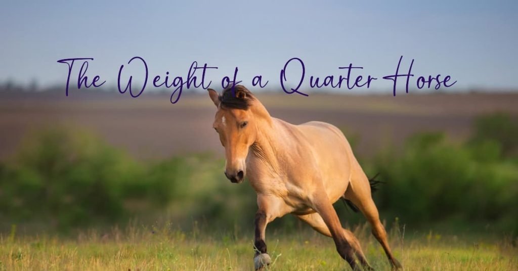 How Much Does a Quarter Horse Weigh HORSERAY