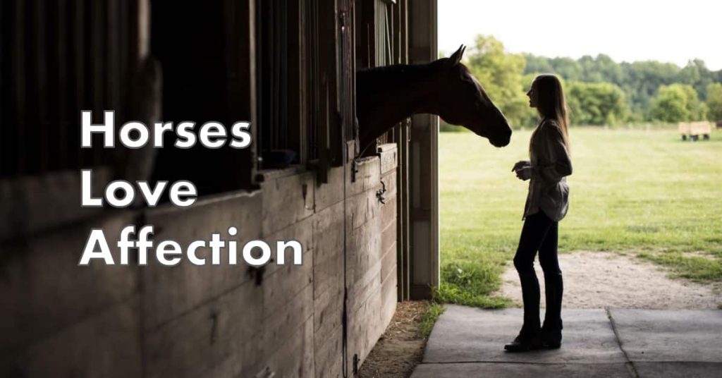 Do Horses Like to Be Petted HORSERAY