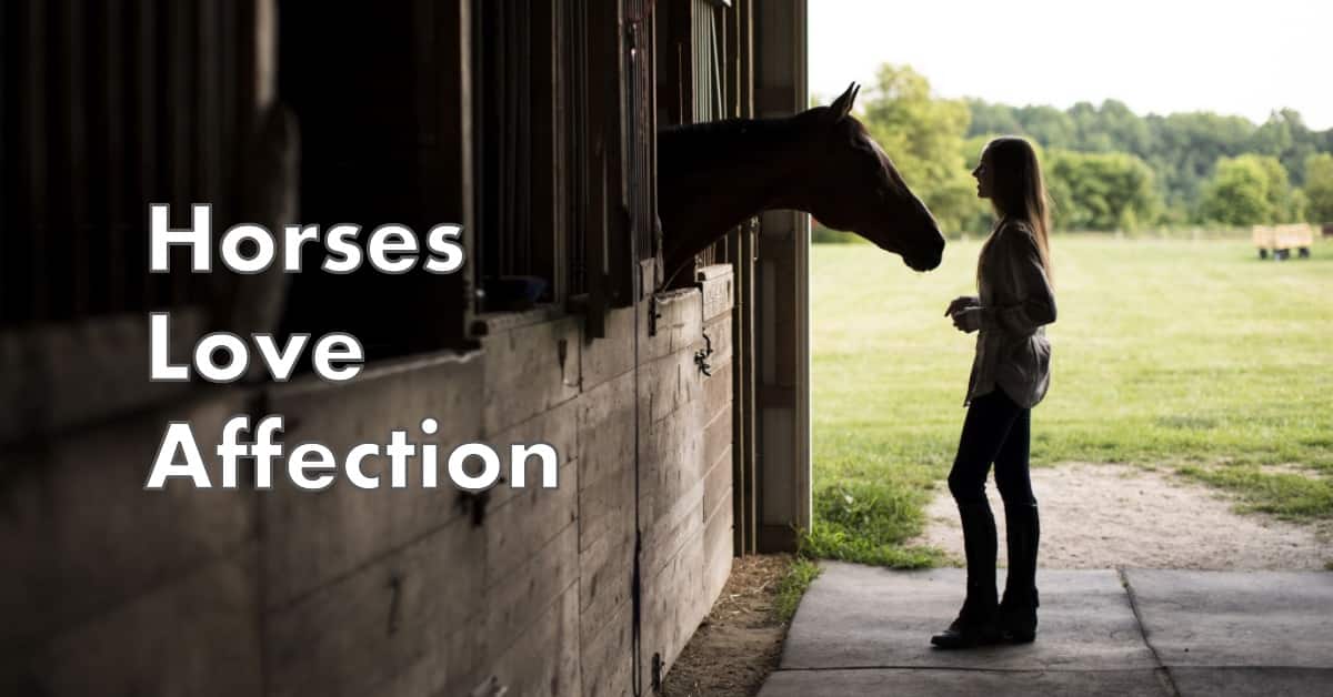 Do Horses Like to Be Petted HORSERAY