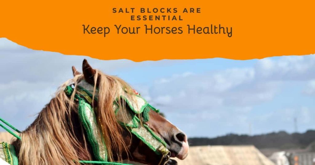 Do Horses Need Salt Blocks HORSERAY