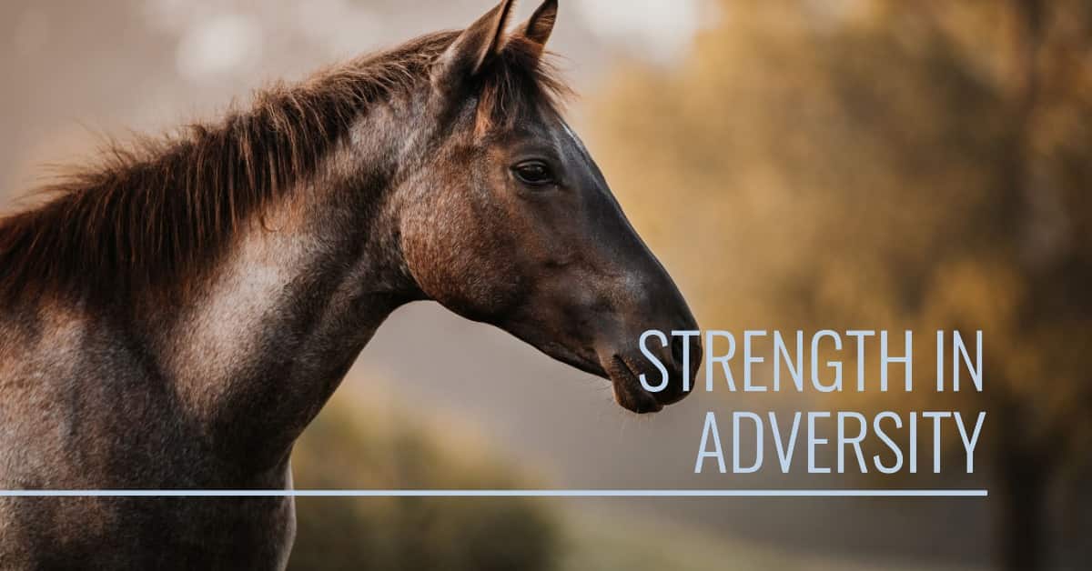 Would You Buy a Horse With Sidebone HORSERAY