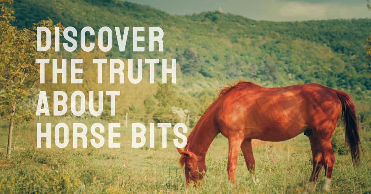 Are Horse Bits Cruel Know the Horse Bite HORSERAY
