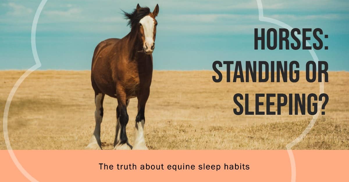 Does Horses Sleep Standing Up HORSERAY