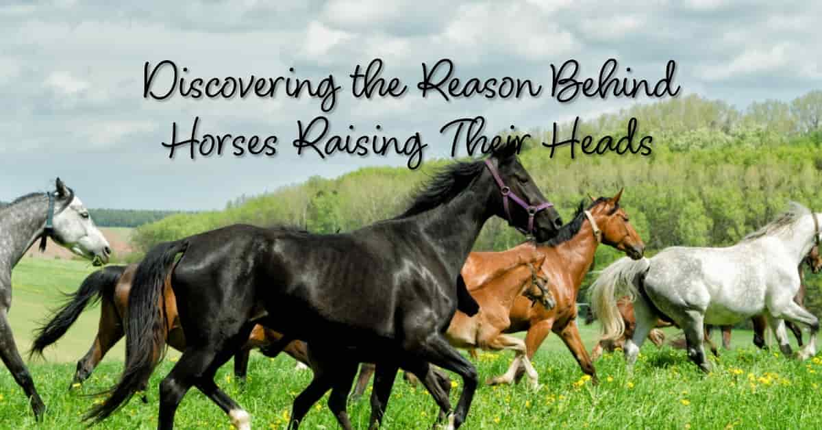 Why Do Horses Raise Their Heads HORSERAY