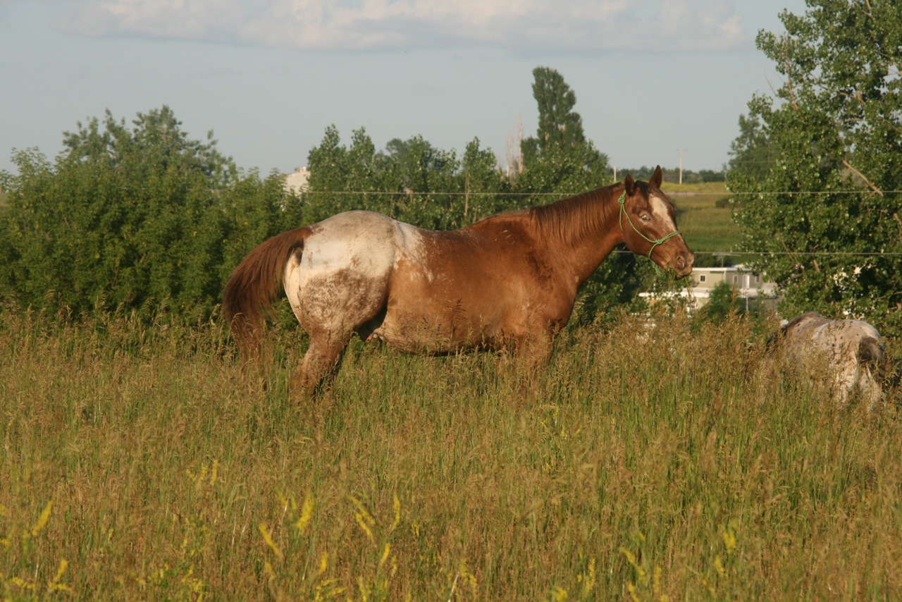 Meet Luther from Triple H Miniature Horse Rescue Helping One Rescue