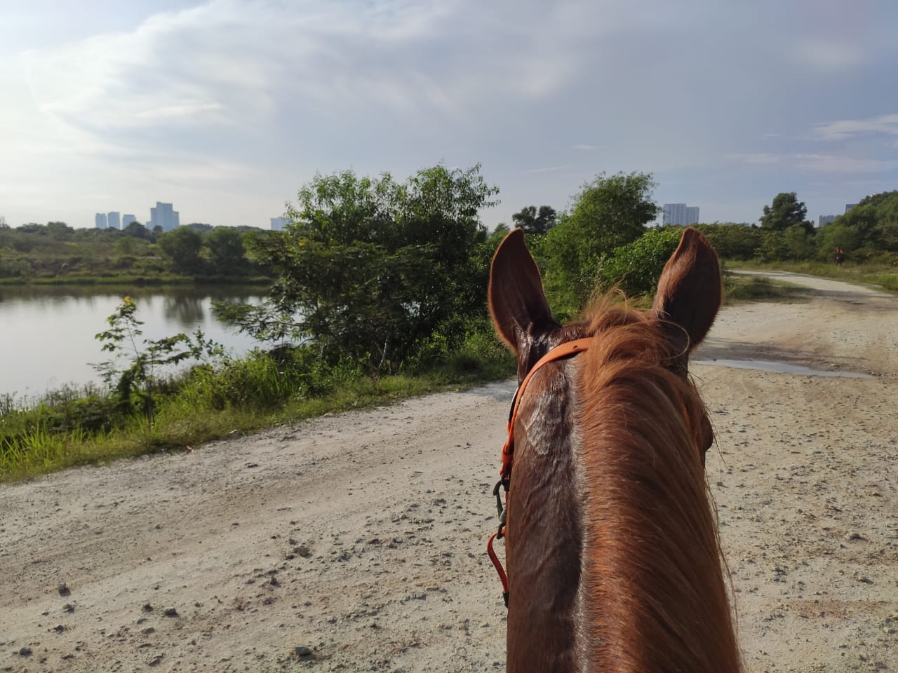 3S Equestrian Centre Cyberjaya Horse Riding Horse Riding Malaysia