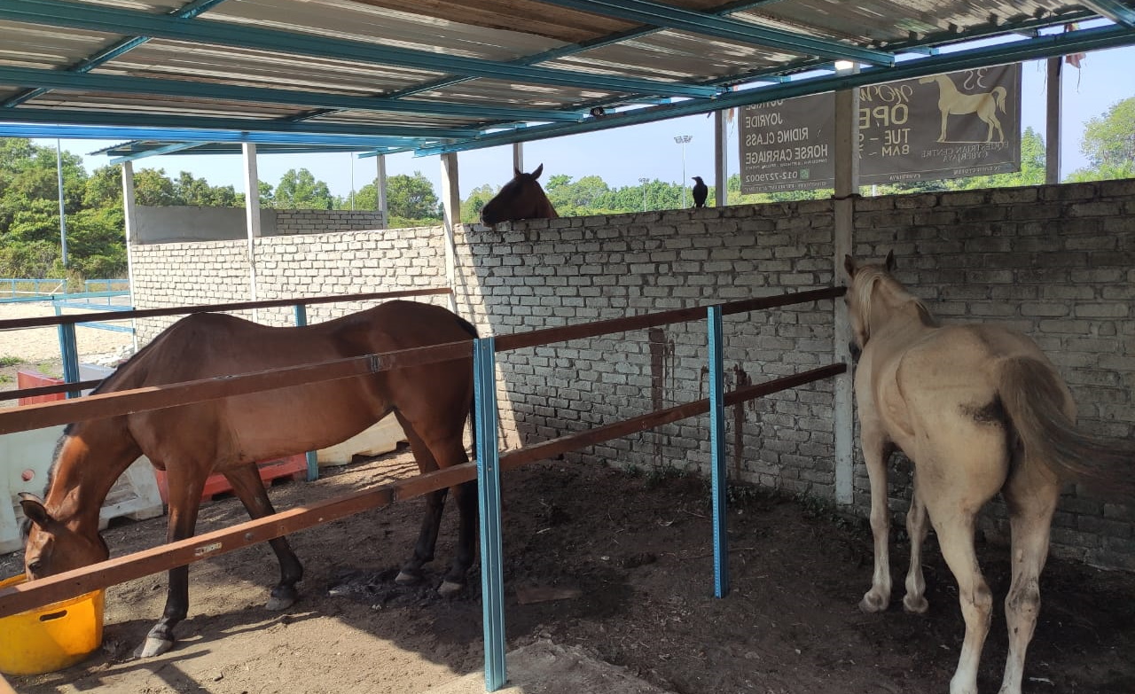 3S Equestrian Centre Cyberjaya Horse Riding Horse Riding Malaysia