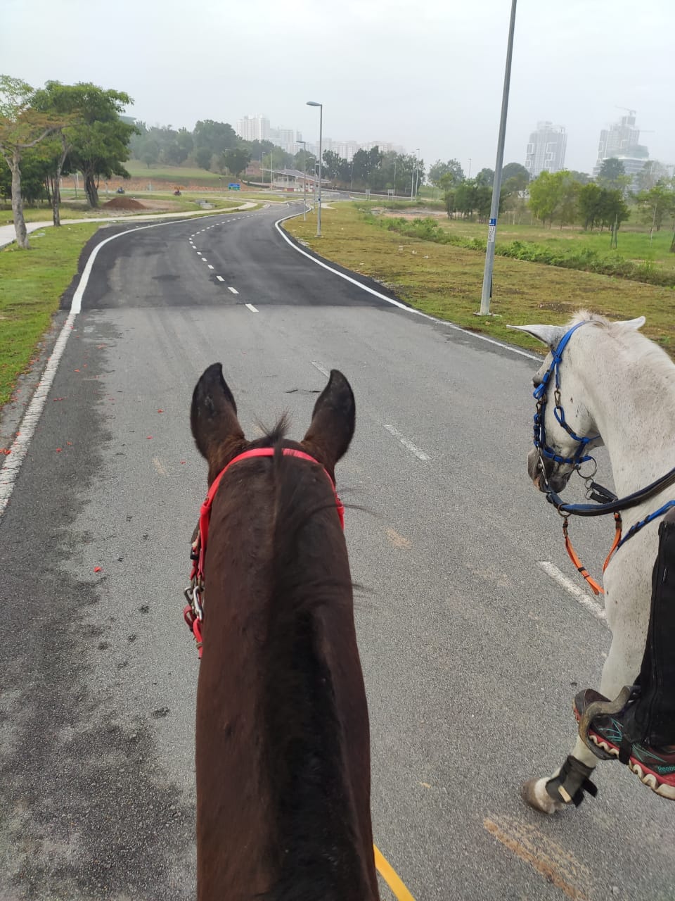 3S Equestrian Centre Cyberjaya Horse Riding Horse Riding Malaysia