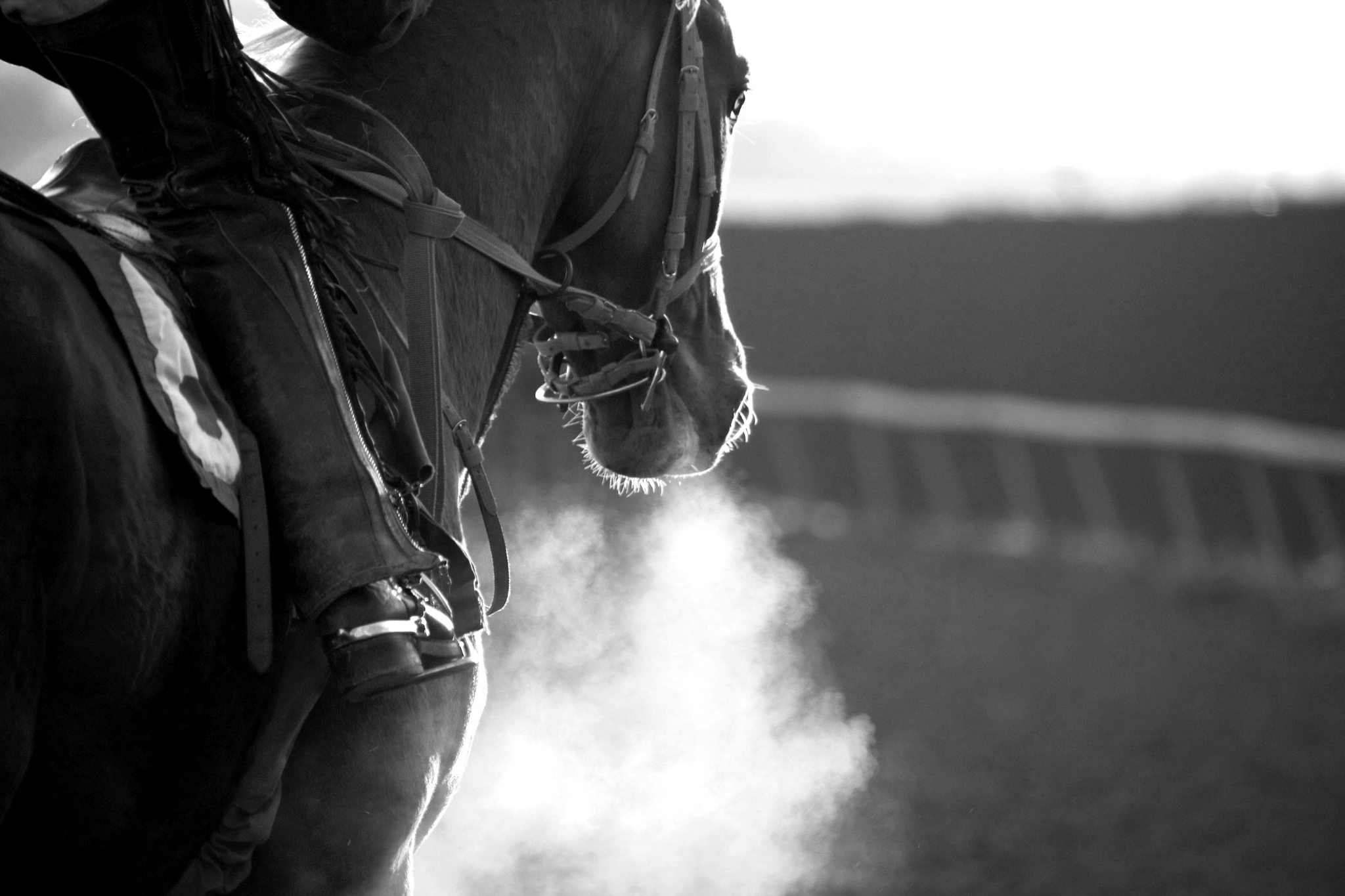 15 Best English Half Chaps for Getting a Grip Horse Rookie