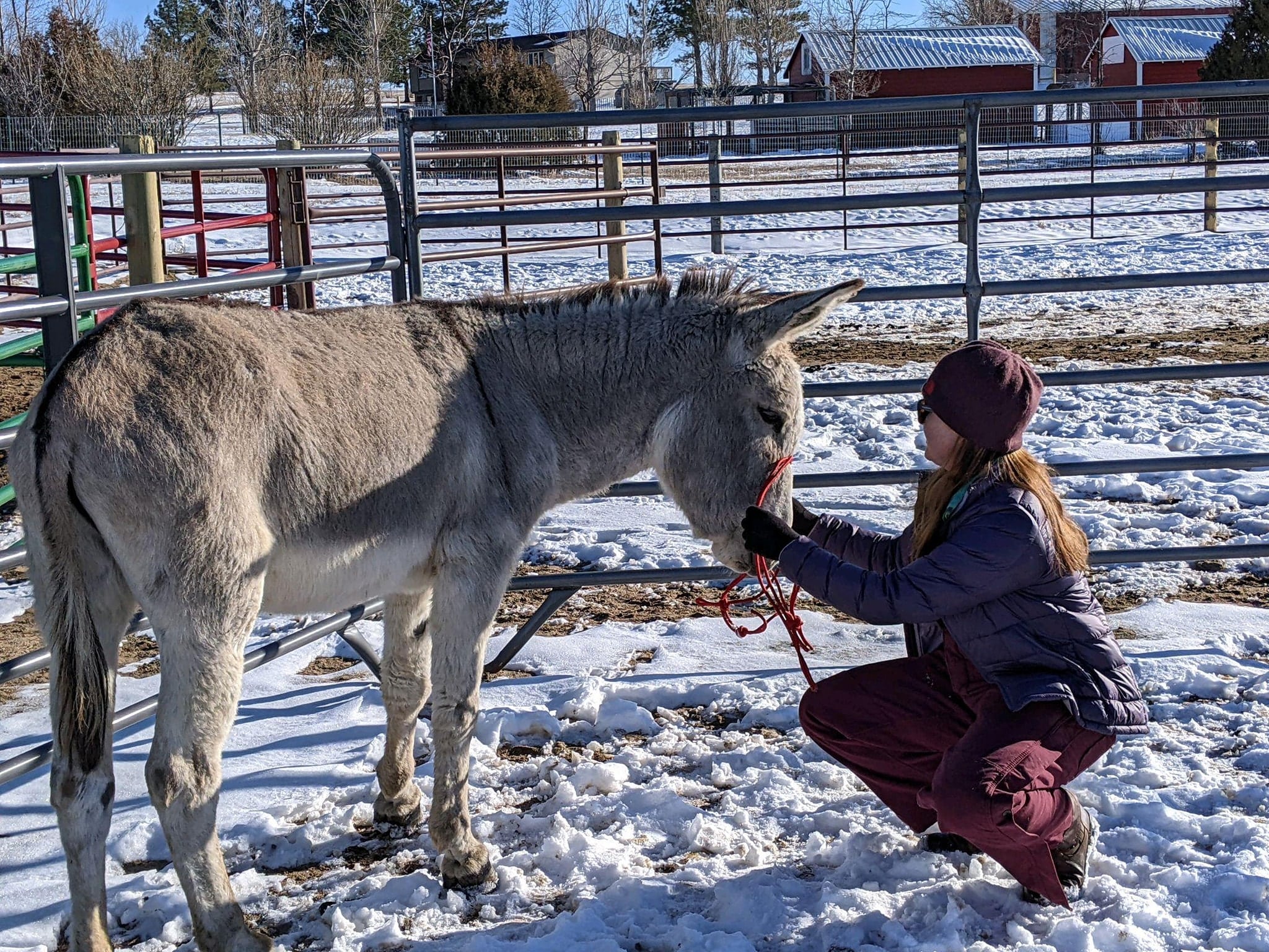 Donkey vs. horse nutrition What's the difference? Horse Rookie