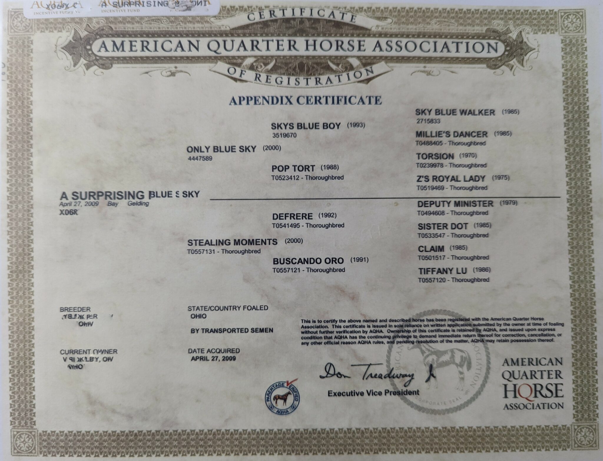 Breeding Basics Understanding the Equine Pedigree Horse Rookie