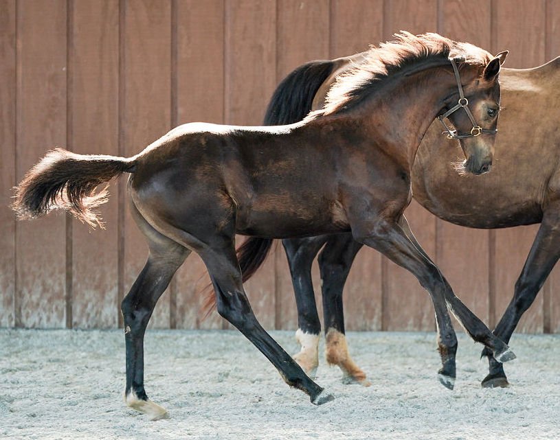 Price Reduction Exquisite 2023 Colt with Top Sport Horse Bloodlines
