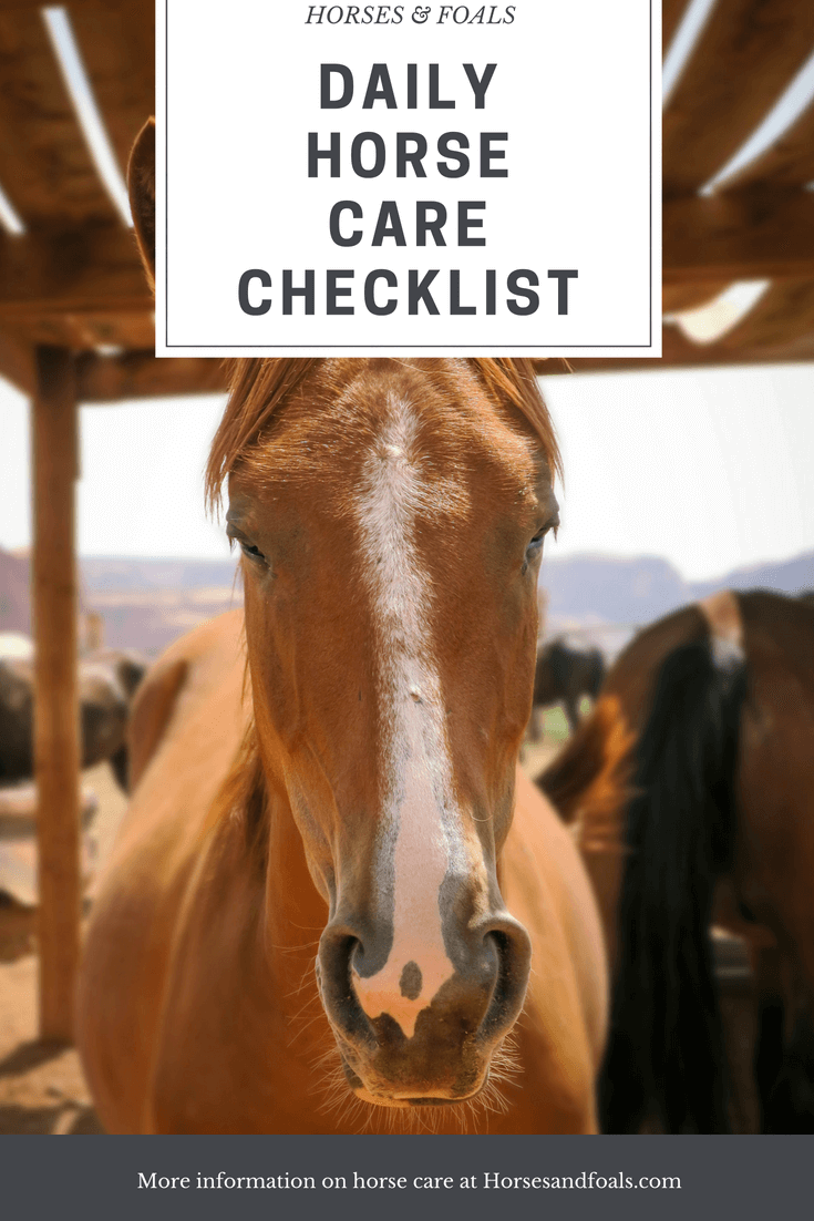Daily Horse Care Checklist {And Guidelines}