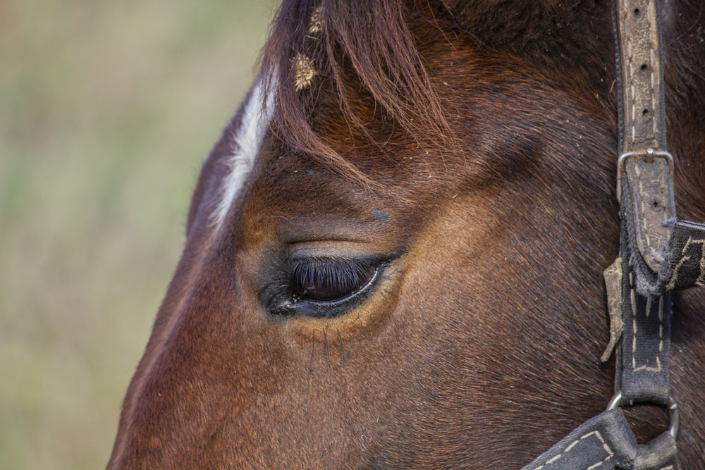 What Is The Best Horse Calming Supplement On The Market?