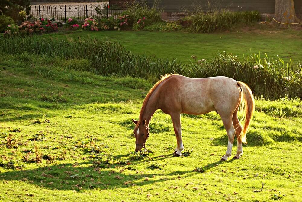 How Long Can A Horse Live With EPM?