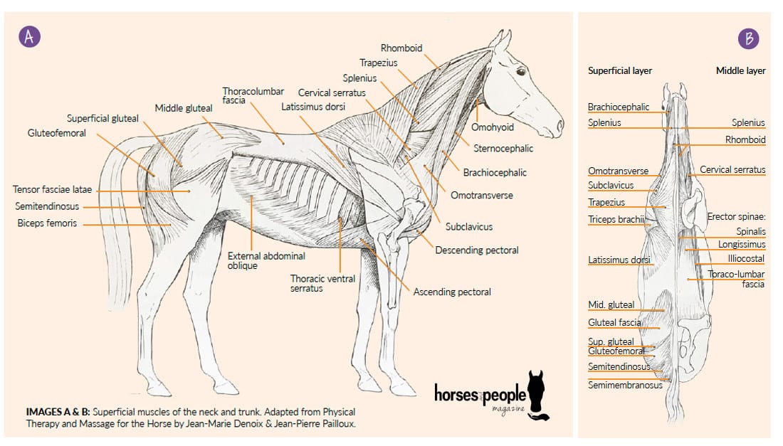 3 Beneficial Stretches and Core Strengthening For Your Horse Horses
