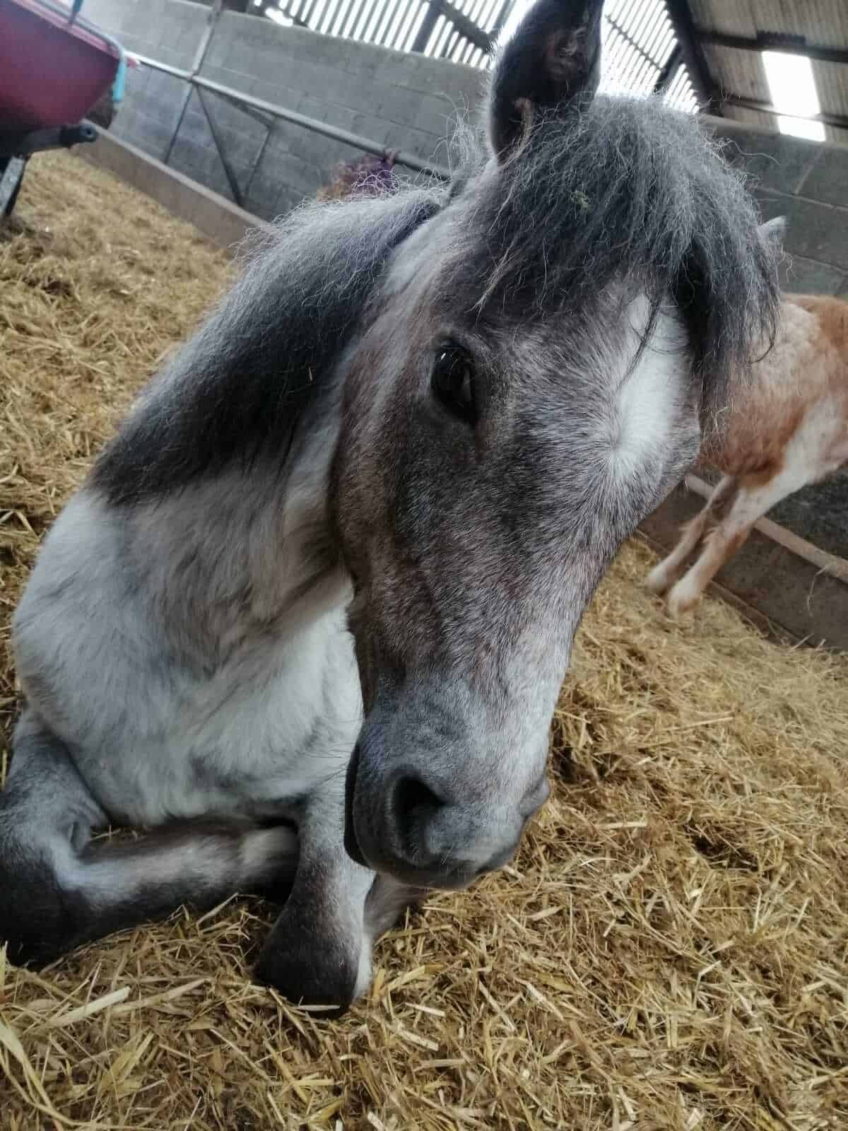 Gallery Horse Sense Wirral