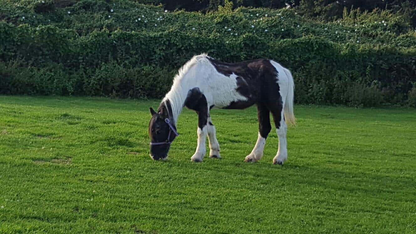 Gallery Horse Sense Wirral