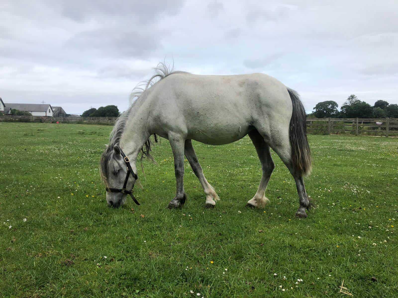 Gallery Horse Sense Wirral