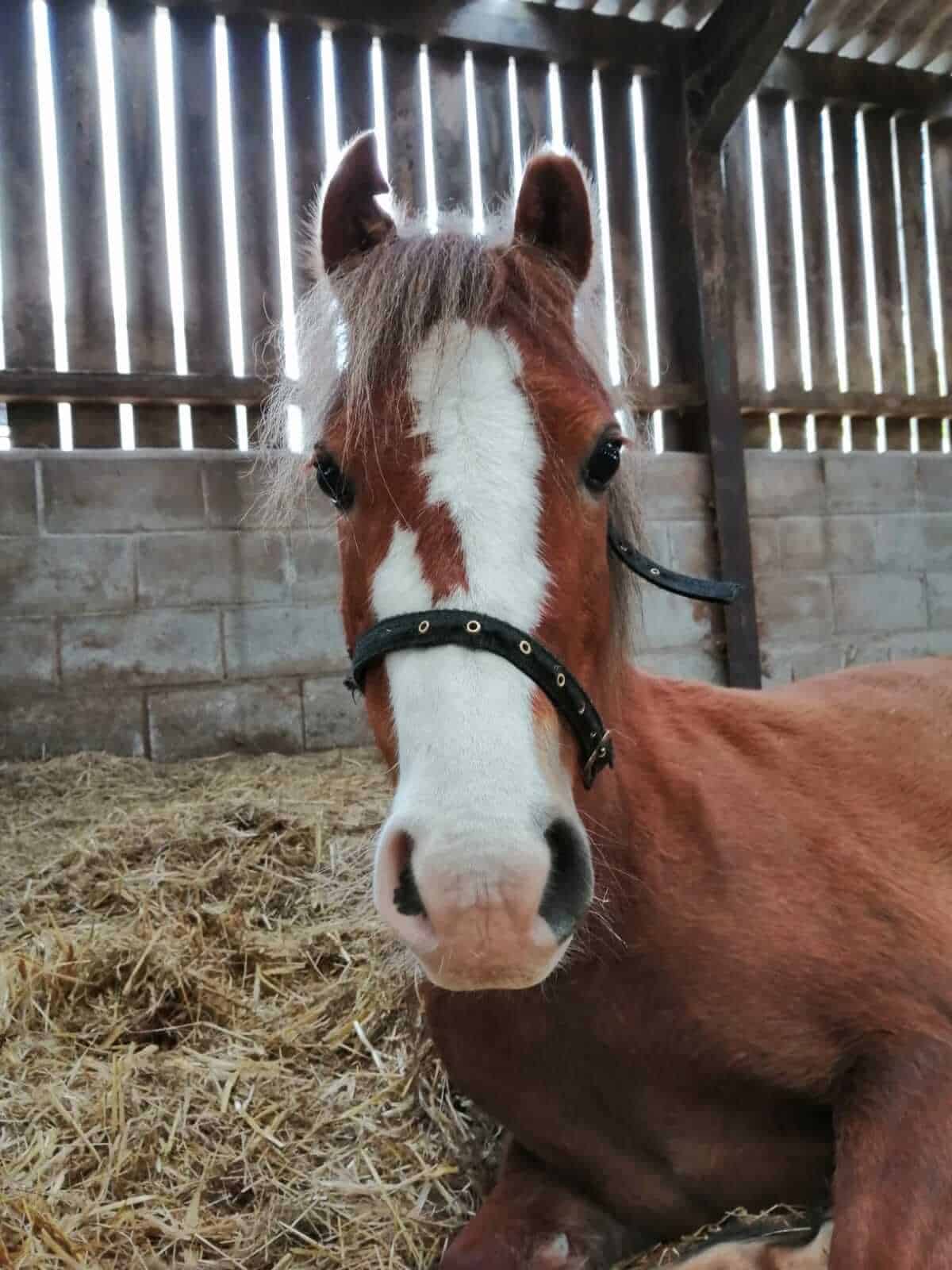 Gallery Horse Sense Wirral