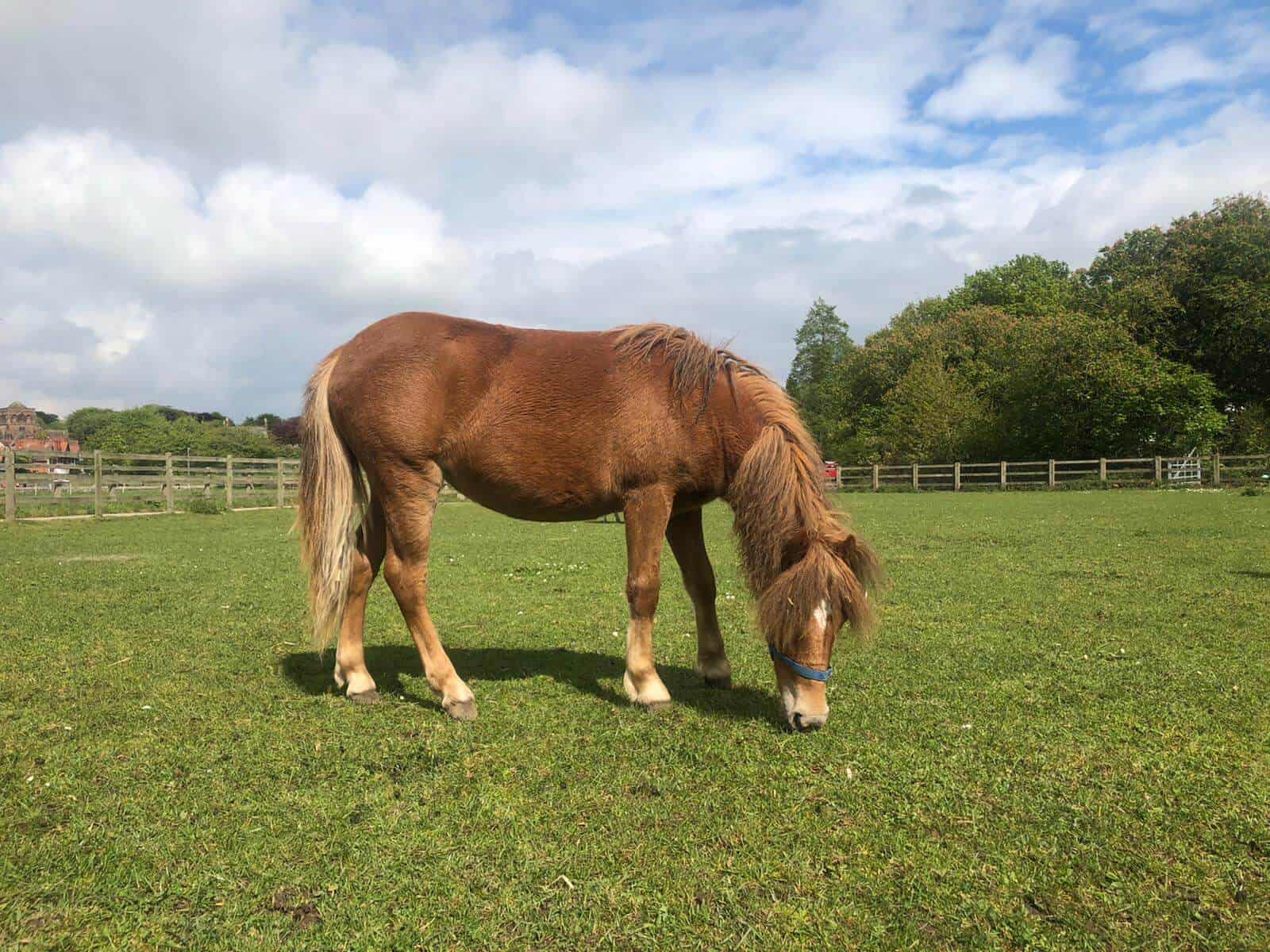Gallery Horse Sense Wirral