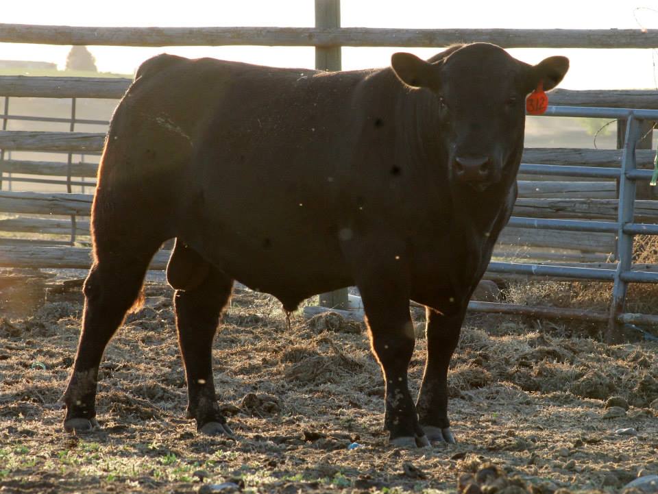 2013 Bulls Horseshoe Angus Ranch