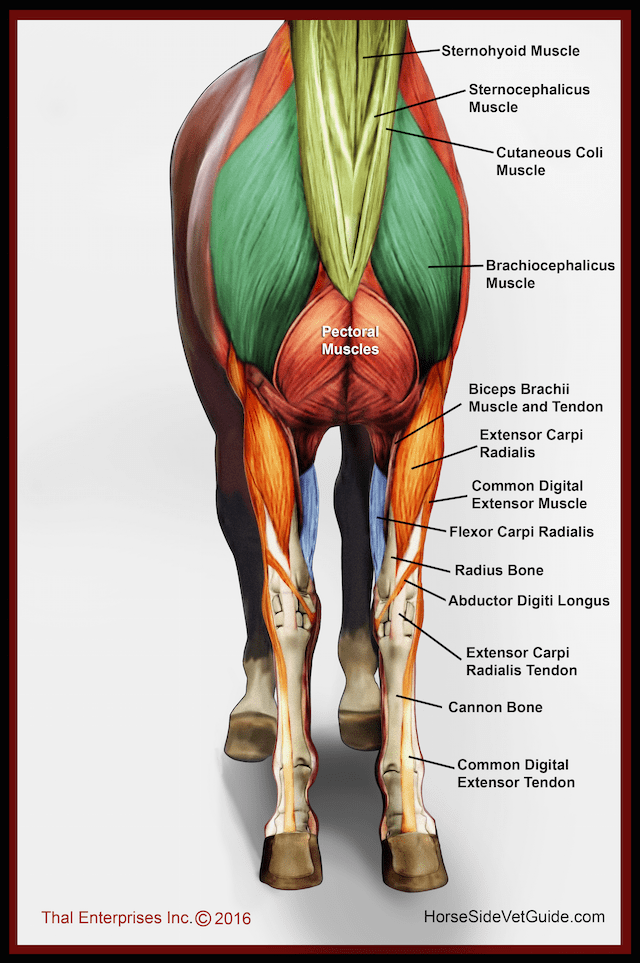 Assess Front Limb Horse Side Vet Guide