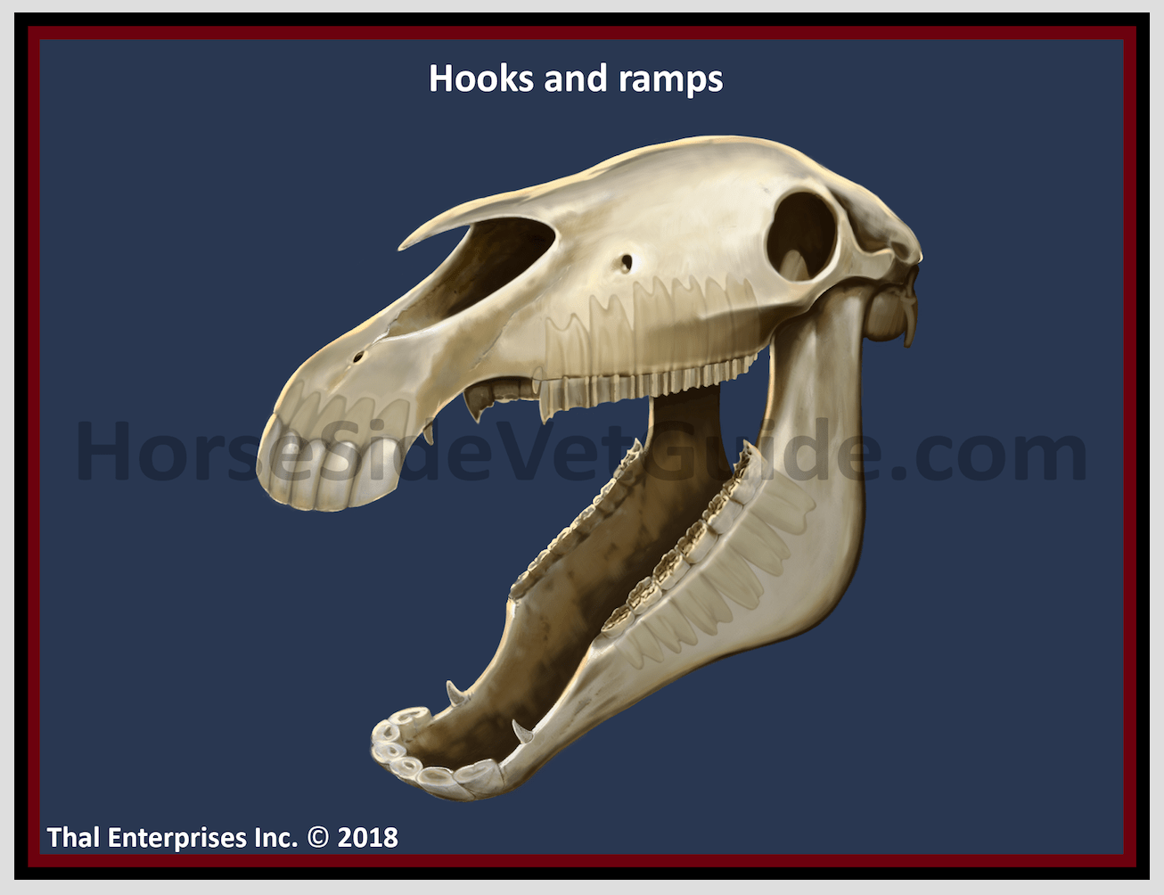 Database Record Viewer Horse Side Vet Guide