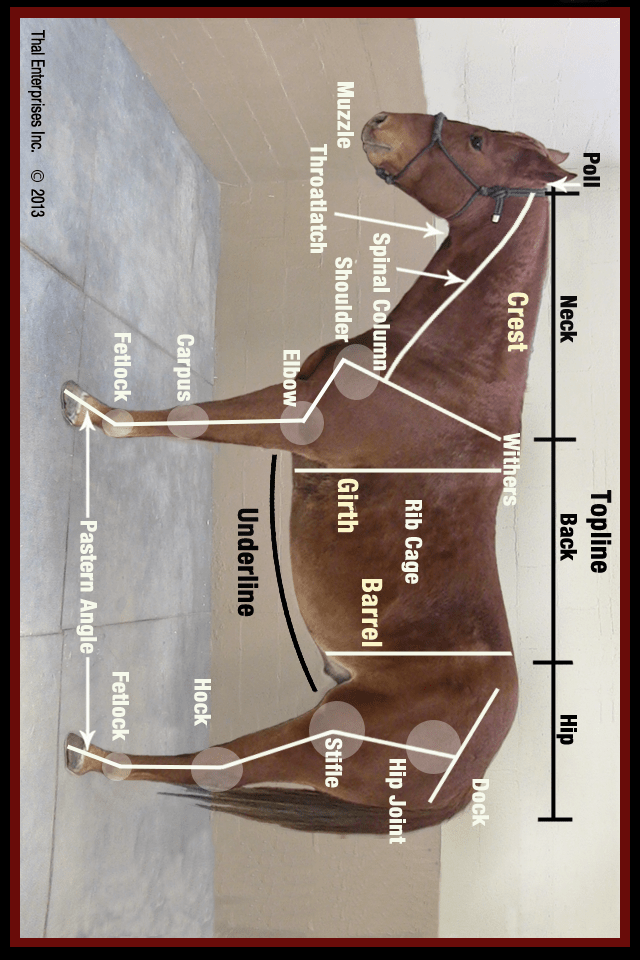 Bleeding from Lower Neck or Jugular Groove Area Horse Side Vet Guide