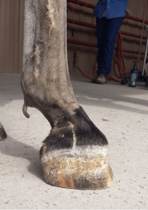 Club Foot, Flexural Deformity (in Adult) Horse Side Vet Guide