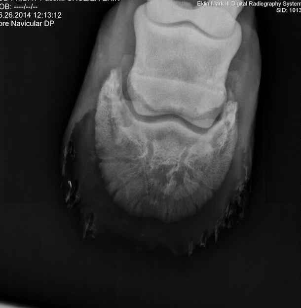 Database Record Viewer Horse Side Vet Guide