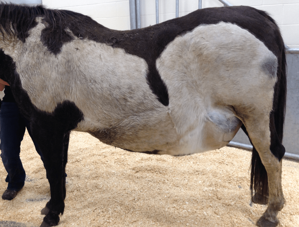 Database Record Viewer Horse Side Vet Guide