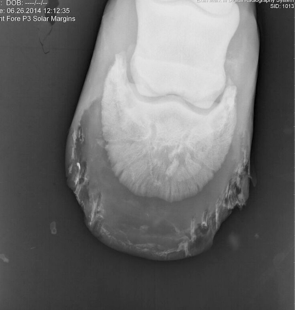 Database Record Viewer Horse Side Vet Guide