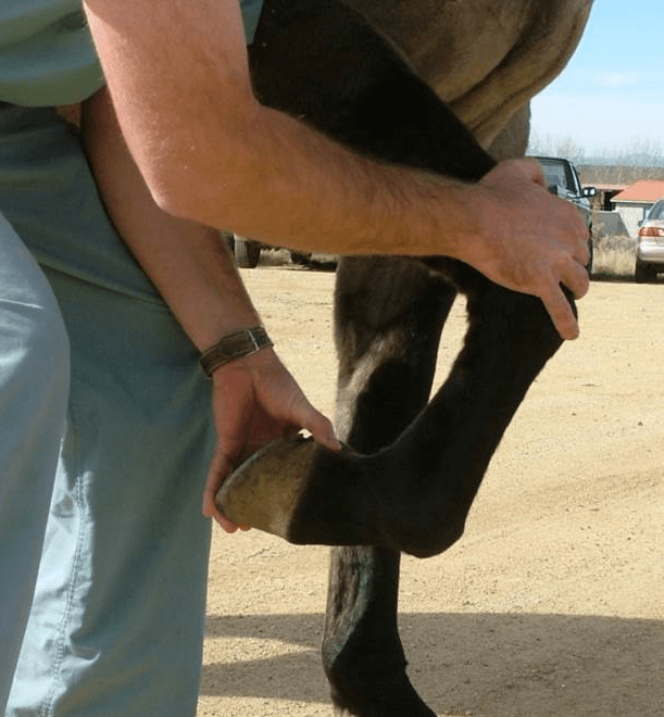 Lameness & the Lameness Exam What Horse Owners Should Know Horse