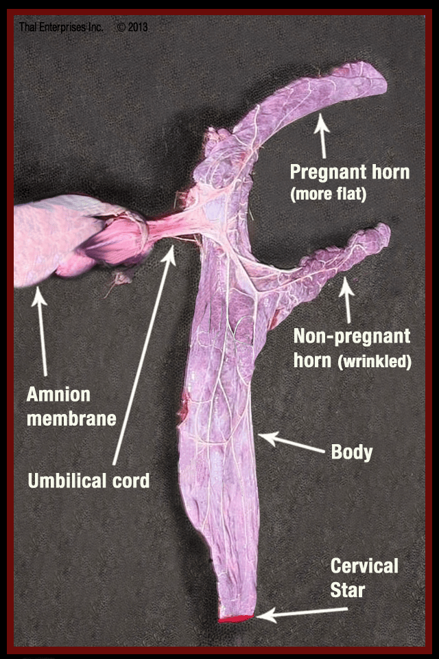 Vitals & Anatomy Horse Side Vet Guide