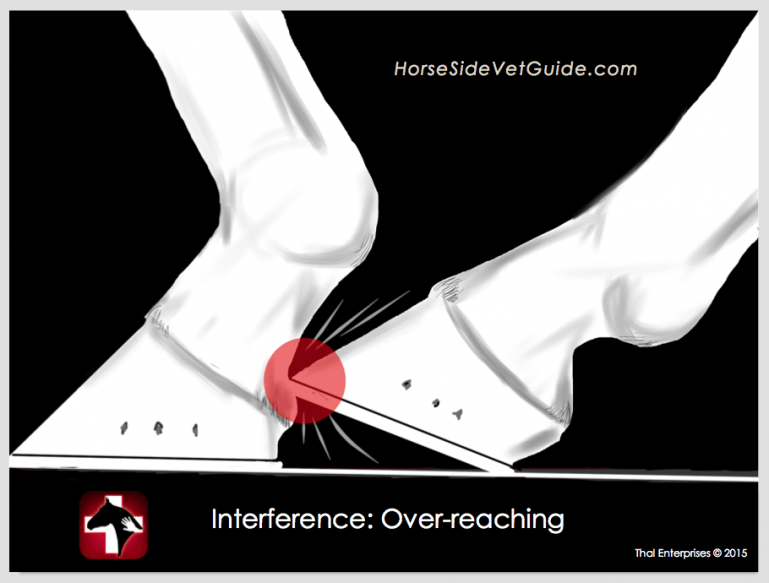 Interference Equine LimbtoLimb Contact in Movement Horse Side Vet Guide