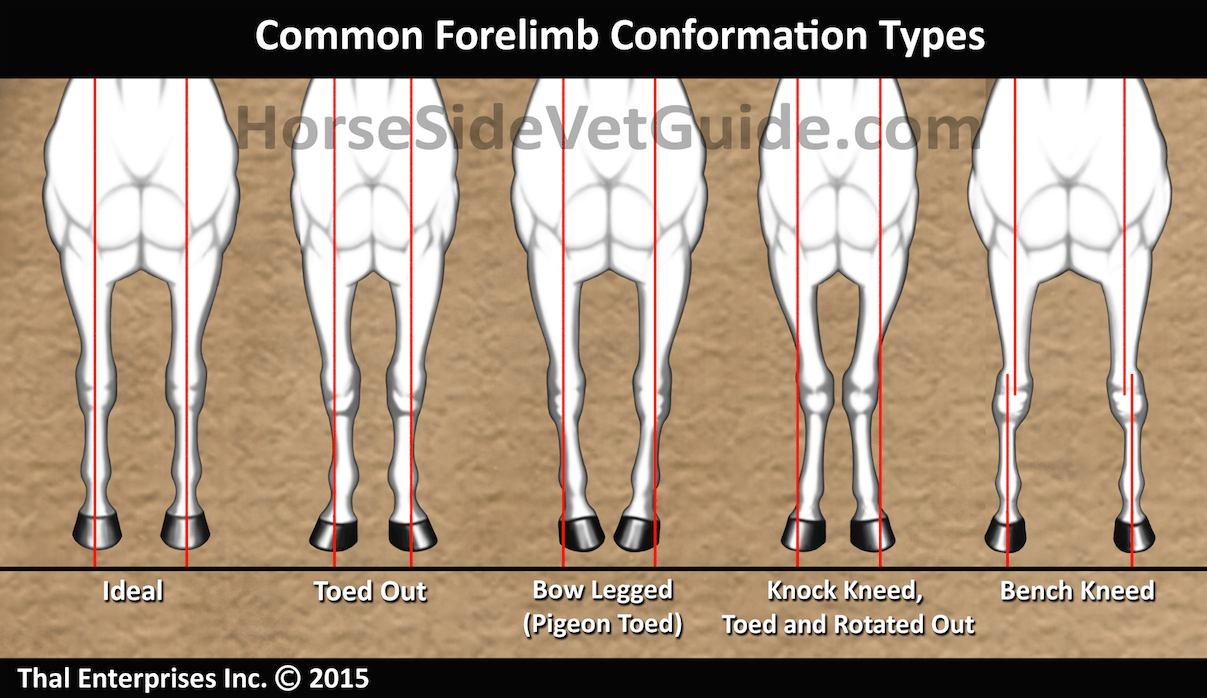 Vitals & Anatomy Horse Side Vet Guide