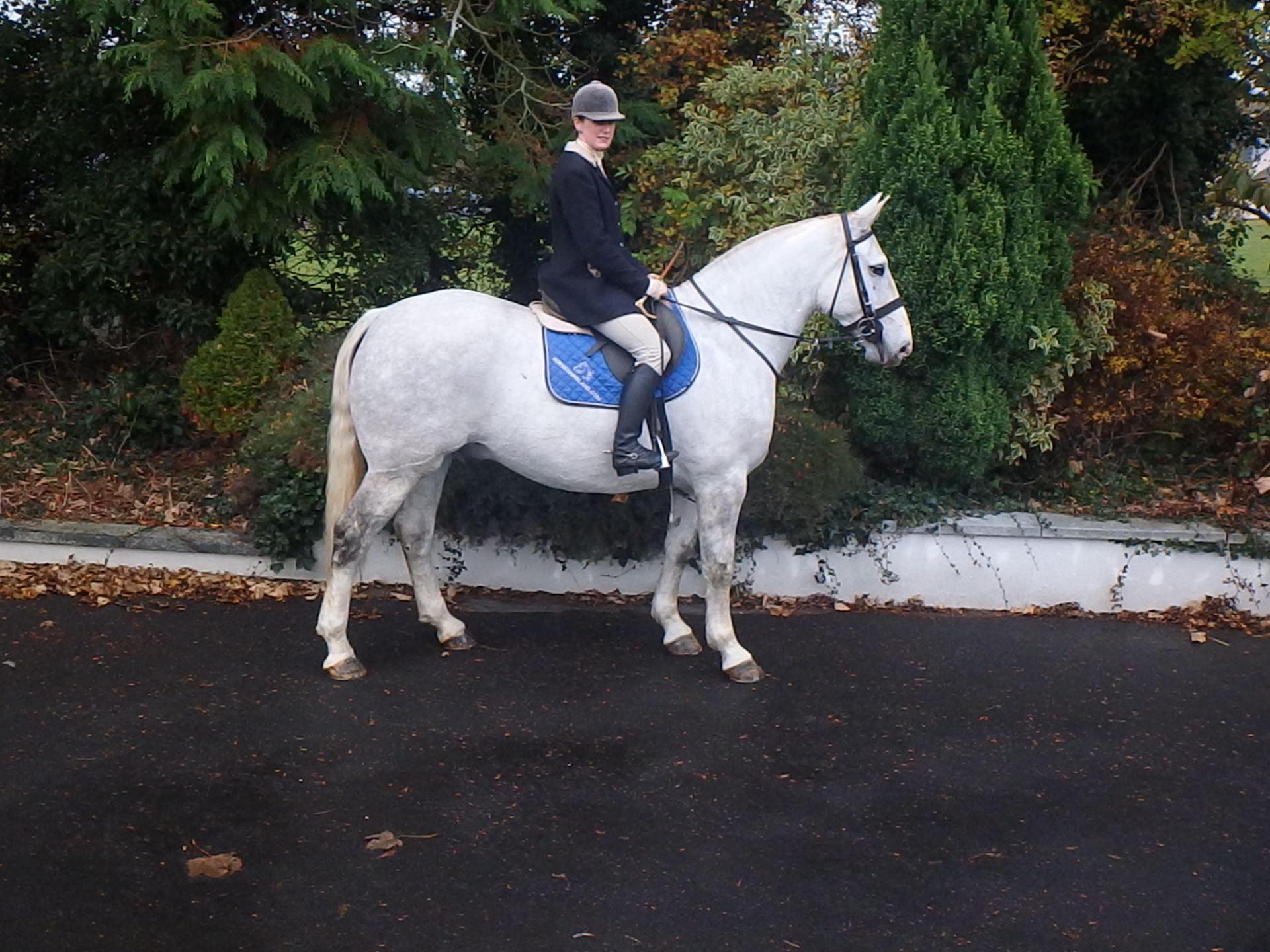 Horses in Ireland Call Tom in Ireland + 353 91 846478 or + 353 87