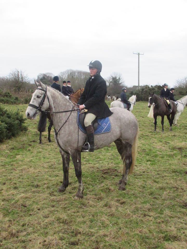 Horses For Sale Horses in Ireland