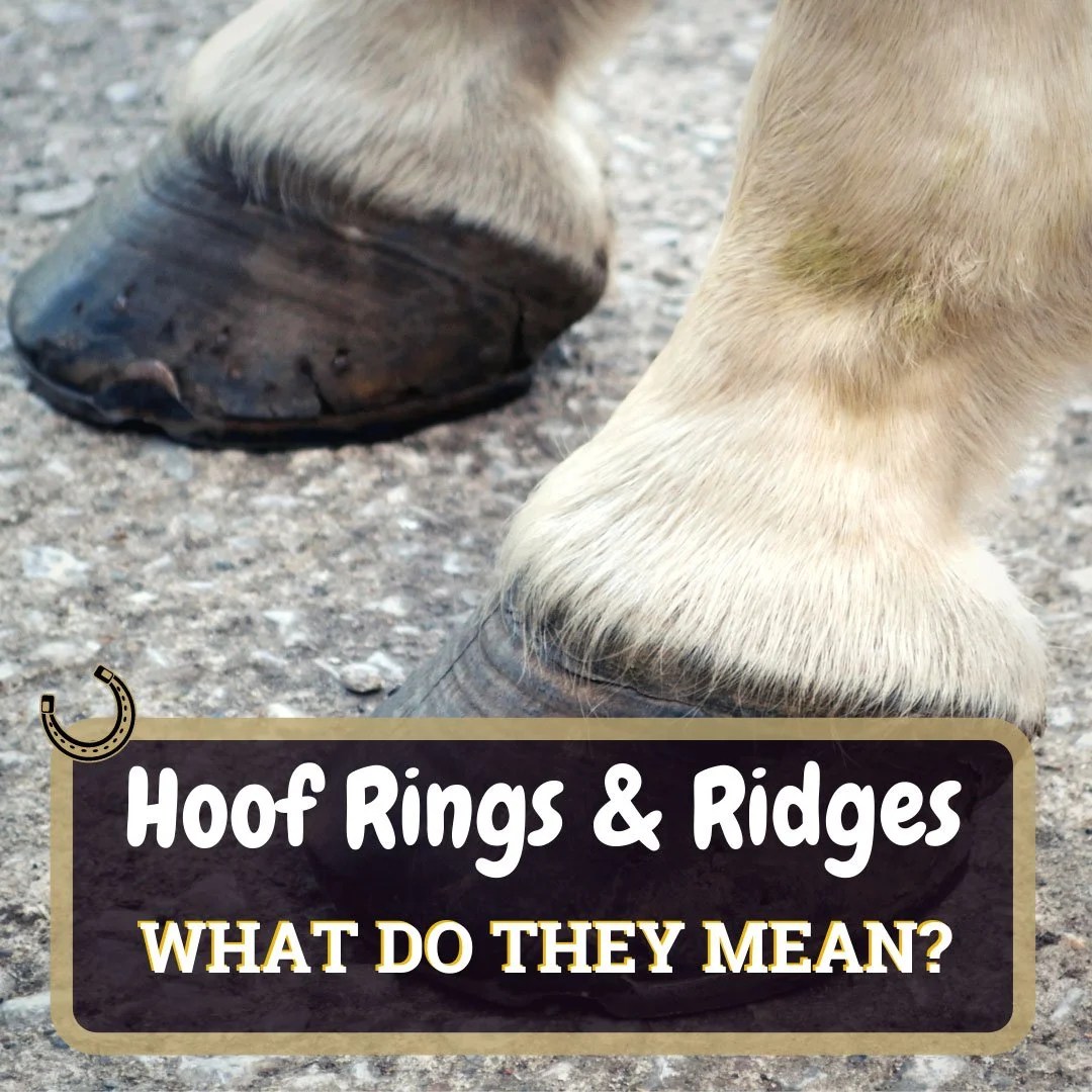 Hoof Rings And Ridges What Do They Mean