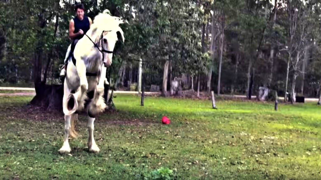 Draft Horse Bucks Off And Throws Confident Rider From Saddle Horse Spirit