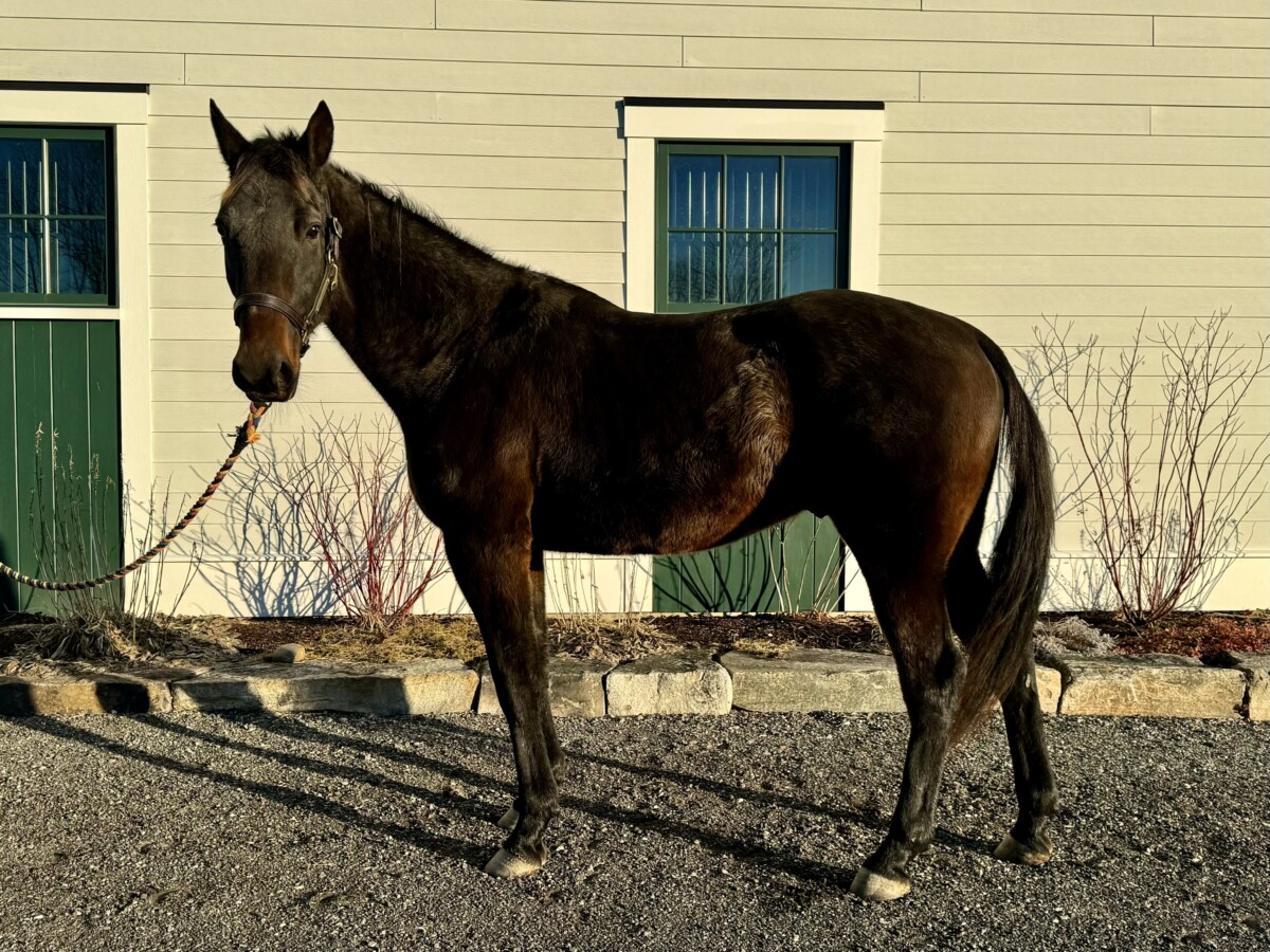 Pembroke World Horse Rescue, Horses with Hope