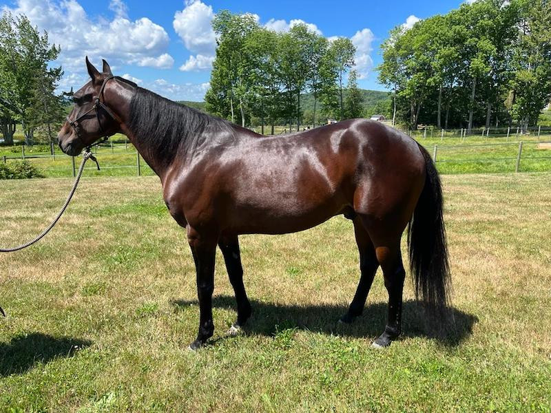 Bert Horse Rescue, Horses with Hope