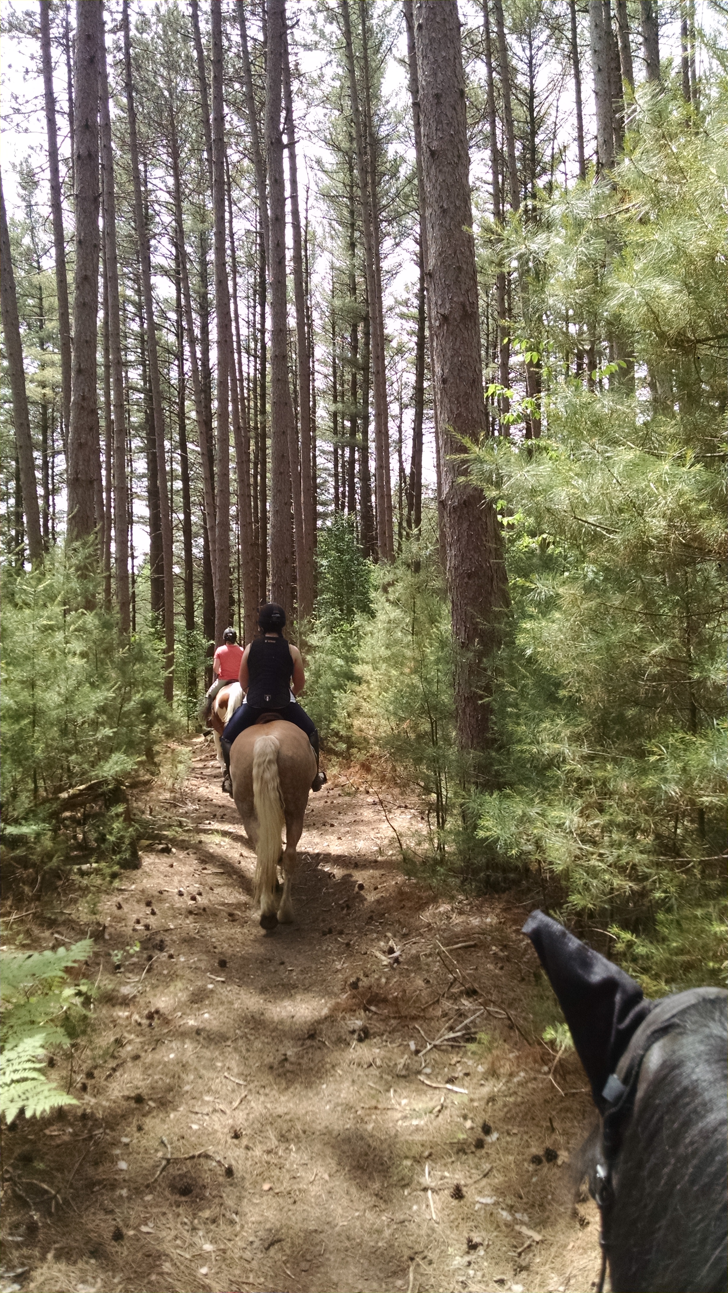 Adventures at Otter Creek Horse Trail Chicks
