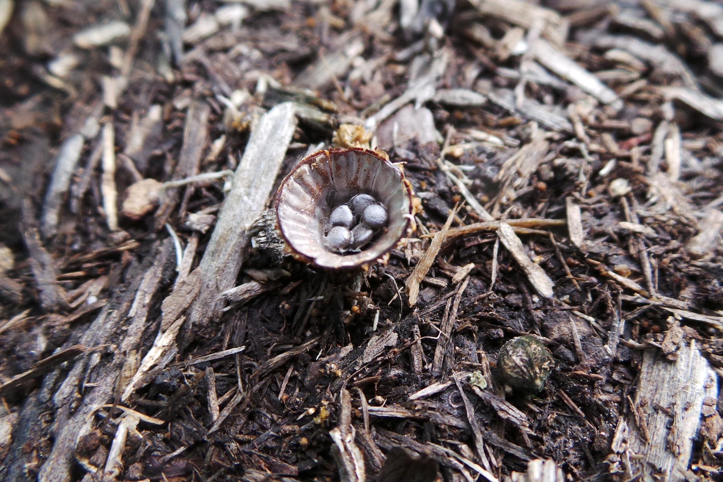 Bird’s Nest Fungi Wisconsin Horticulture