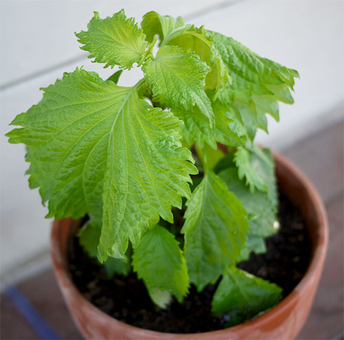 Como plantar shiso Hortas.info