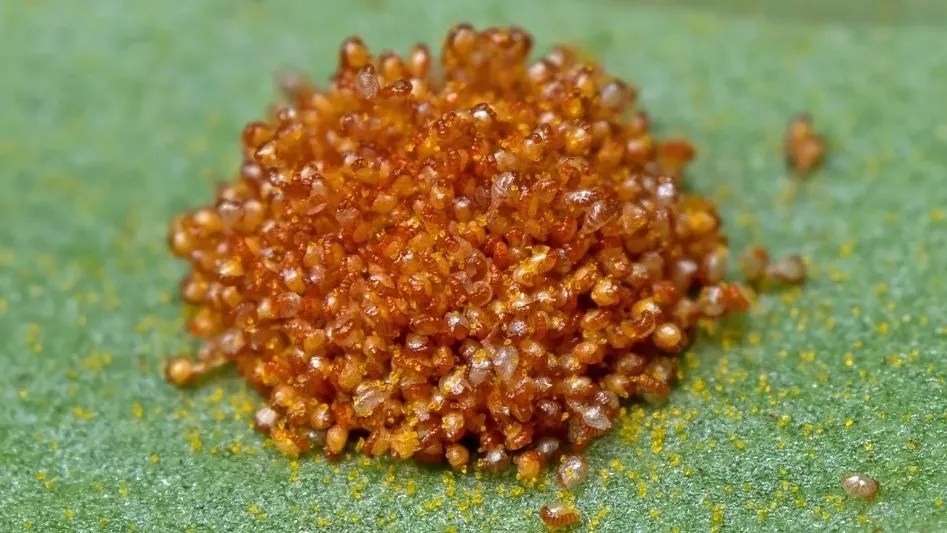 Ferns and Allergies Do Ferns Produce Pollen? HortiAdvisor