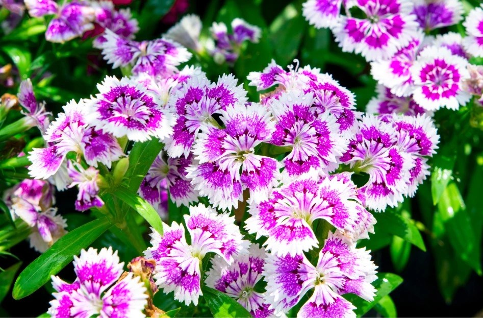 15 Best Hypoallergenic Flowers for Your AllergyFriendly Garden