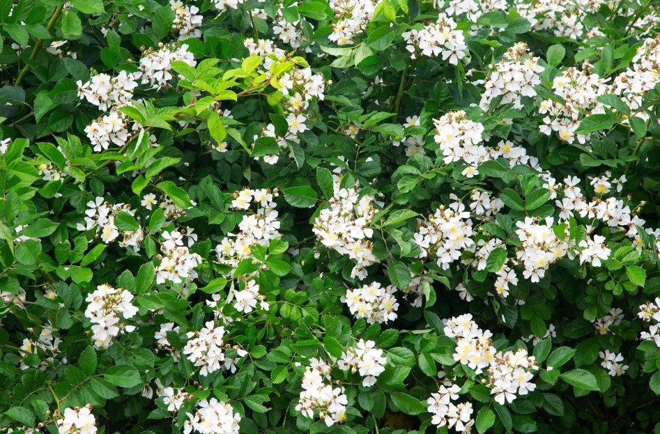 15 Best Hypoallergenic Flowers for Your AllergyFriendly Garden